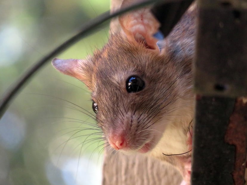 Rats and Mice in the House: Why Rodent Problems Rise in Autumn