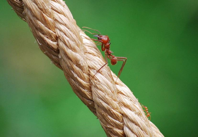 Flying Ant Day UK: Why Ants Are Swarming and What to Do