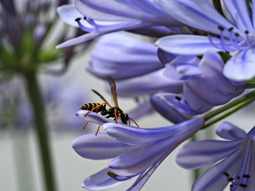 How to Get Rid of Wasps Safely